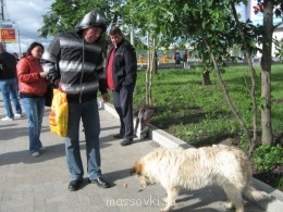 Пес бродячий был накормлен и согрет душевным теплом.