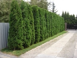Встречи. Обсуждения встреч. Планирование. - thuja_occidentalis_columna.jpg