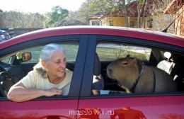 Встречи. Обсуждения встреч. Планирование. - 66a84_Capybara_04.jpg