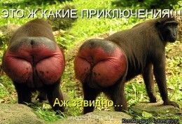 Встречи. Обсуждения встреч. Планирование. - kotomatritsa_BR.jpg