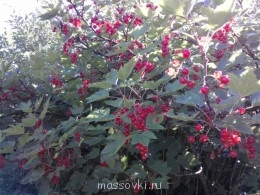 Встречи. Обсуждения встреч. Планирование. - WP_001184.jpg